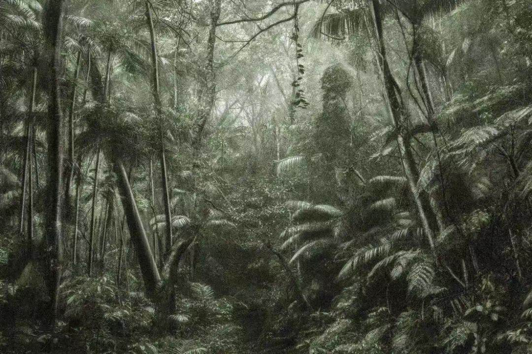 穿越巴西如画风景之旅系列森林影像作品